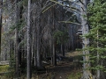 A deteriorating trail near the upper end of Twin Lakes.