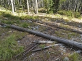 Rails for a miner's cart.  A short distance away are two metal rims for the wheel of a light wagon. The wagon is long rotted away.