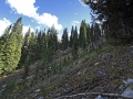 Out of the timber fall of the north face and into a steep ascent to the Continental Divide Trail.
