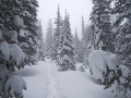 Selway-Bitterroot Wilderness Blodgett Winter Crossing of 2008