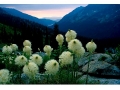 fa23404c-beargrass-bloom
