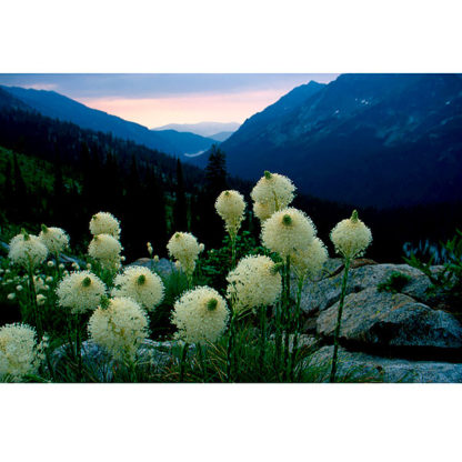 Beargrass Bloom overlooking Boulder Creek canyon in Selway-Bitterroot Wilderness