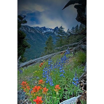 A view of Trapper Peak in Montana's Bitterroot Valley with Indian paintbrush and Lupine flowers.